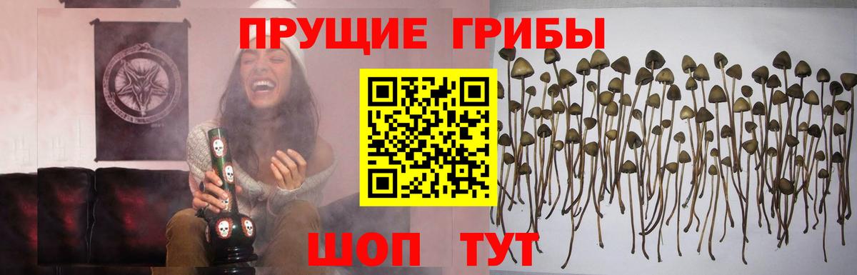 Семёнов  Псилоцибиновые грибы прущие грибы  Вход с VPN  Псилоцибиновые грибы Psilocybine cubensis 